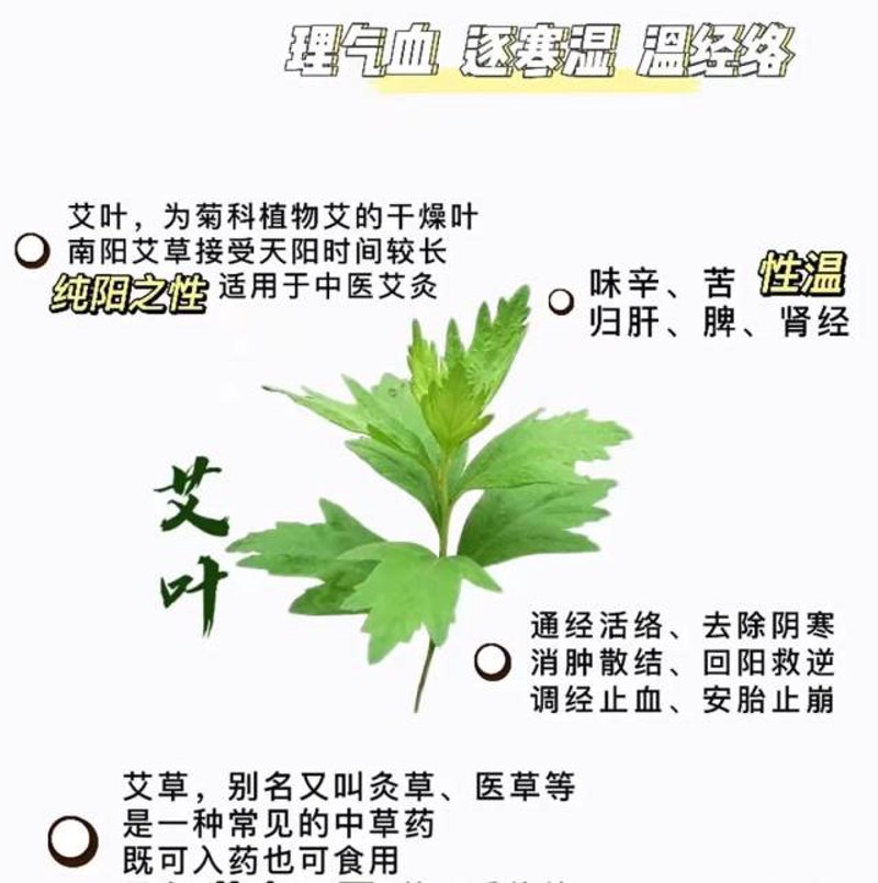 艾草精油:现代生活中的自然守护者