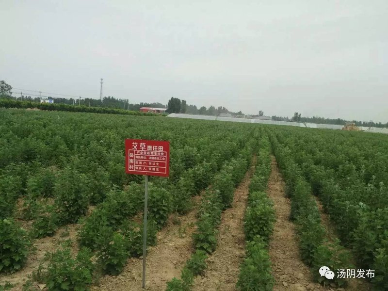 艾草制品行业:传统与现代的完美结合